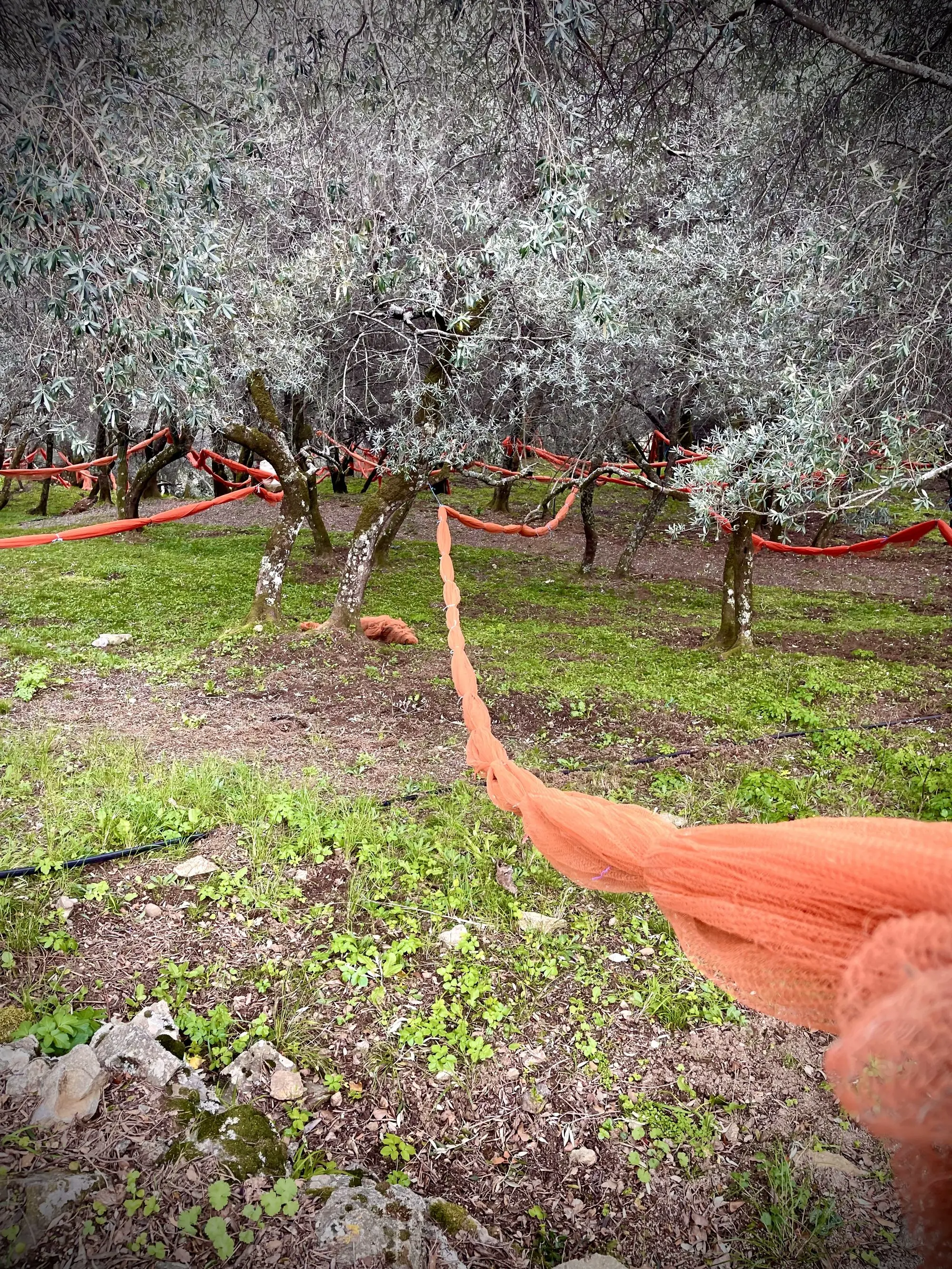 Oliveraie Alta Rocca